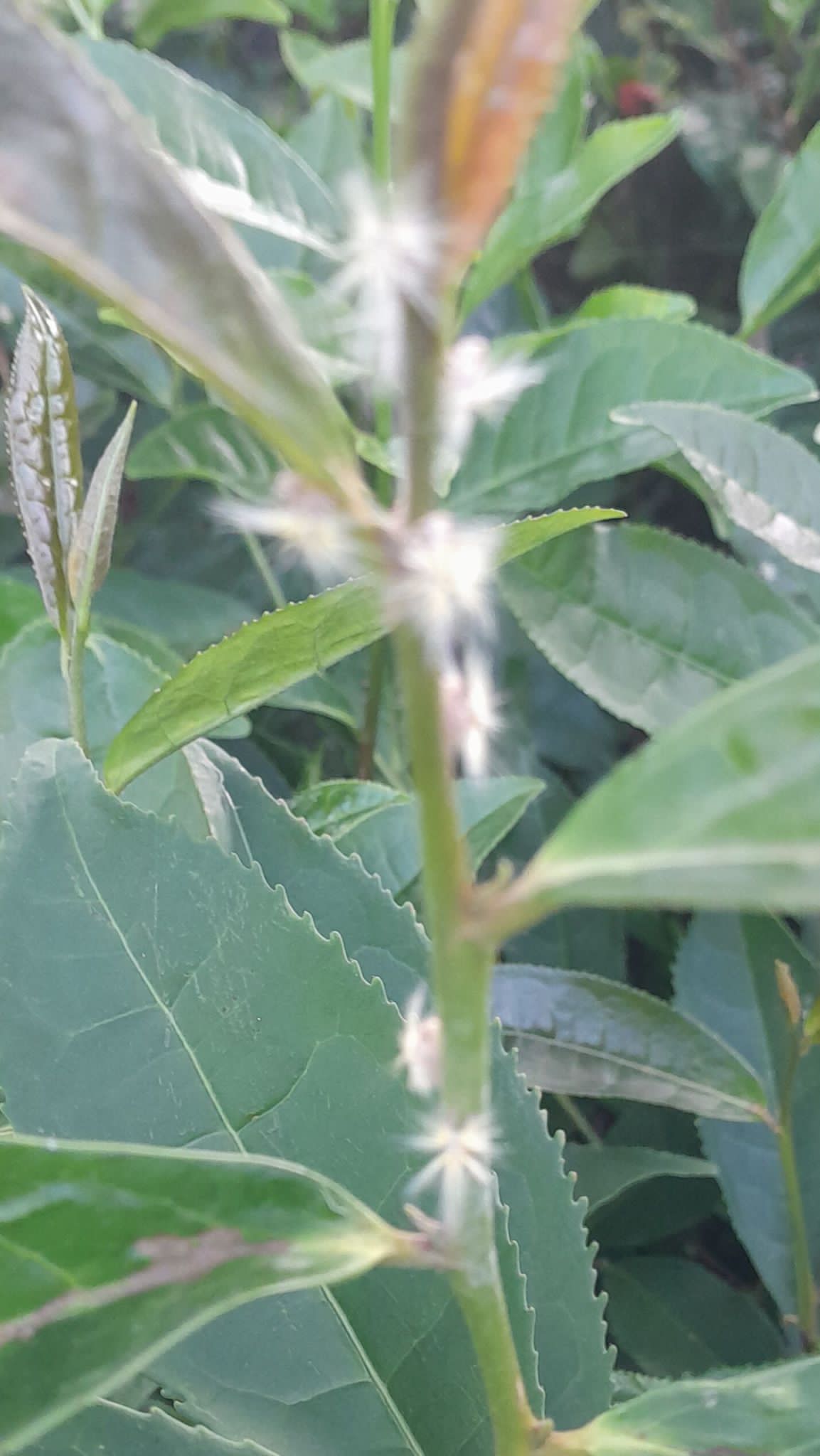 WhatsApp Image 2023-07-11 at 22.03.31 (1)