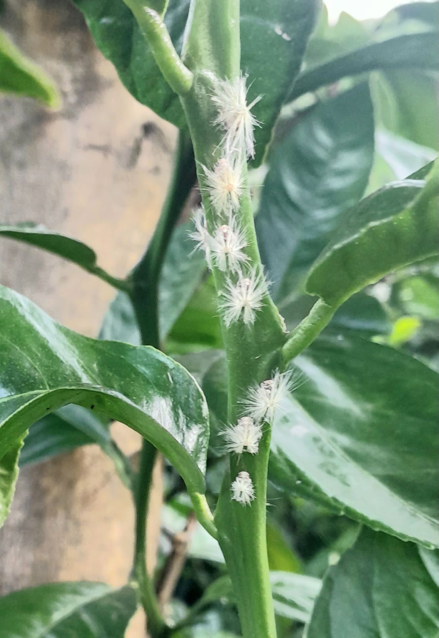 WhatsApp Image 2023-07-11 at 22.03.31