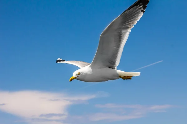 Depositphotos 213265610 Stock Photo European Herring Gull Seagull Larus