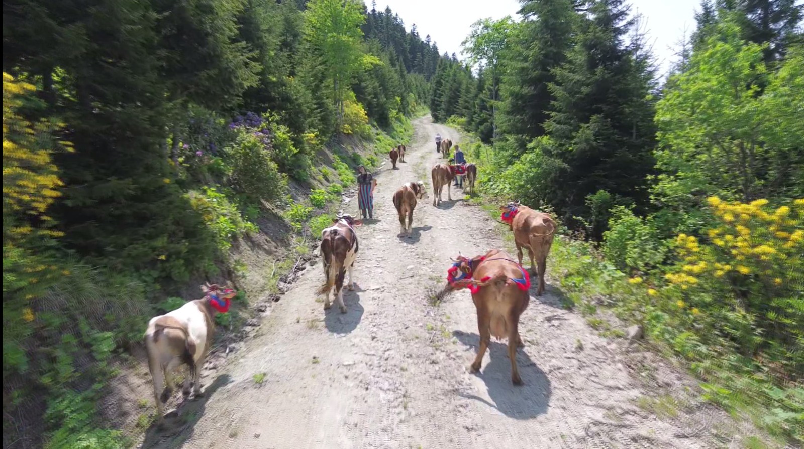 K A R A D E N I Z’ D E T U R K U L U M A N I L I R E N K L I Y A Y L A 759071 224009