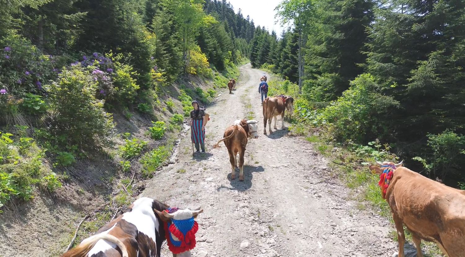 K A R A D E N I Z’ D E T U R K U L U M A N I L I R E N K L I Y A Y L A 760792 224009