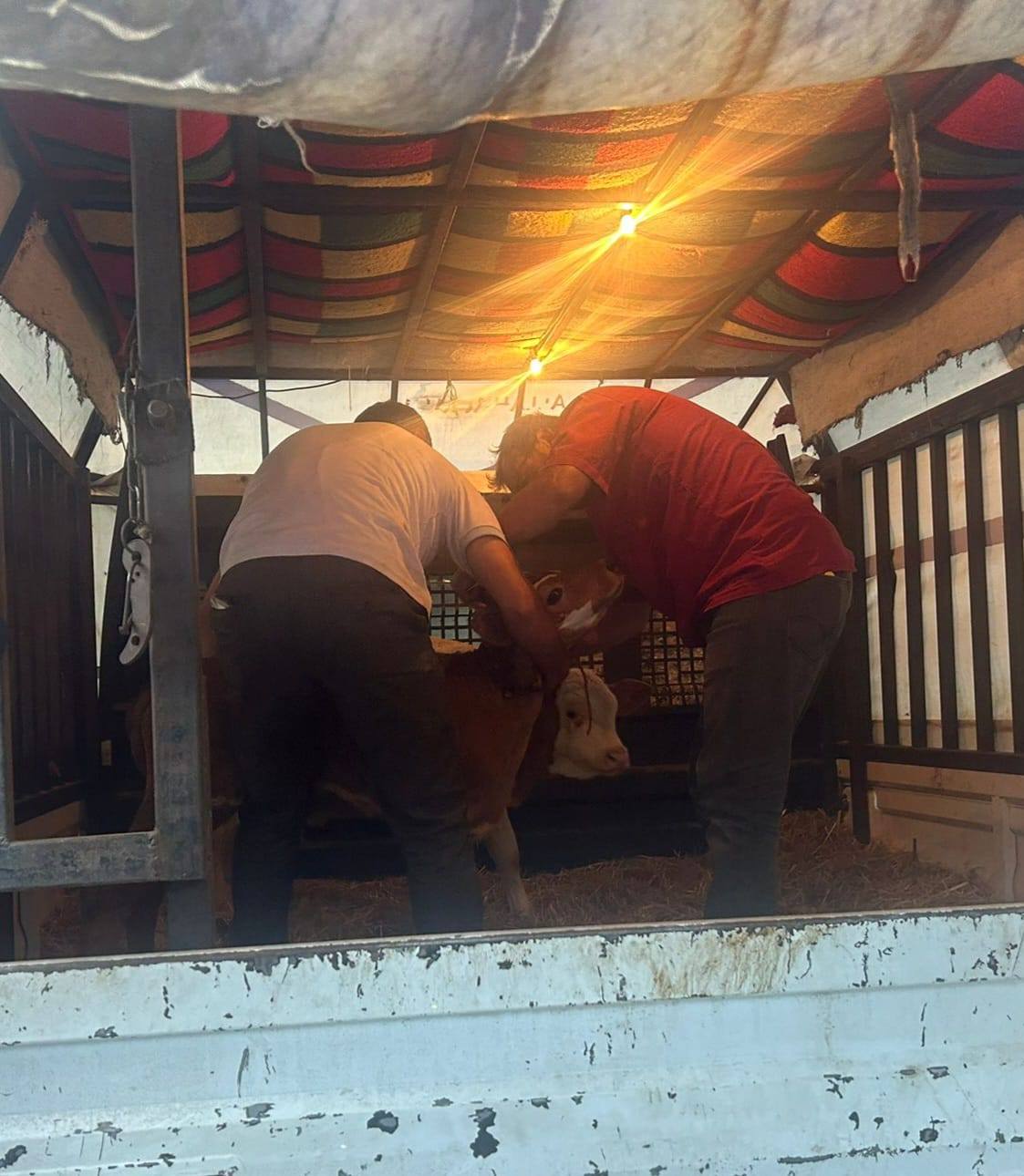 529836156 776720058080665 7899520780542170789 N