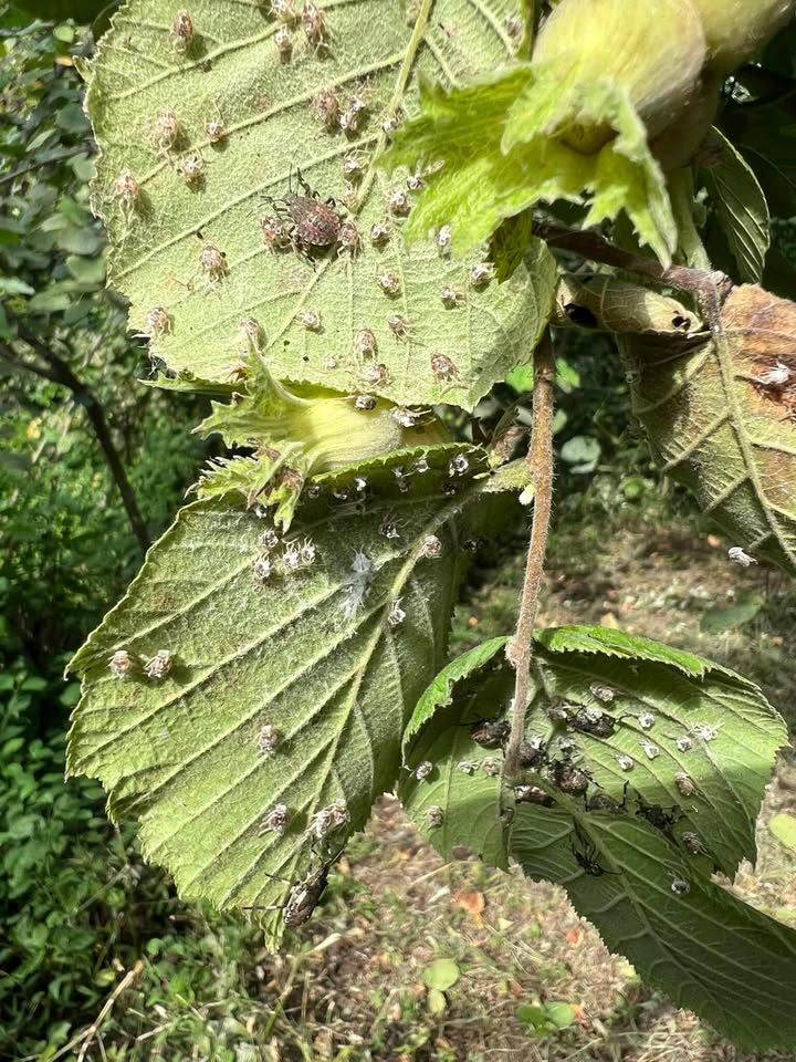 531517356 2004567103715016 1841851923620597386 N