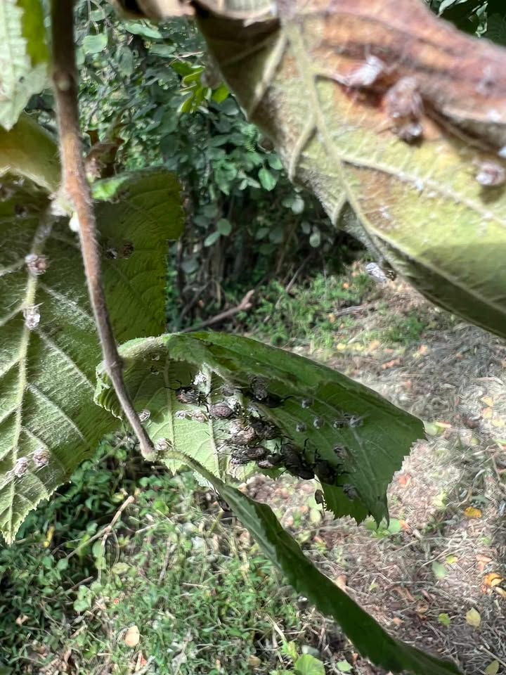 532053791 1520873192424120 4057909125045826663 N