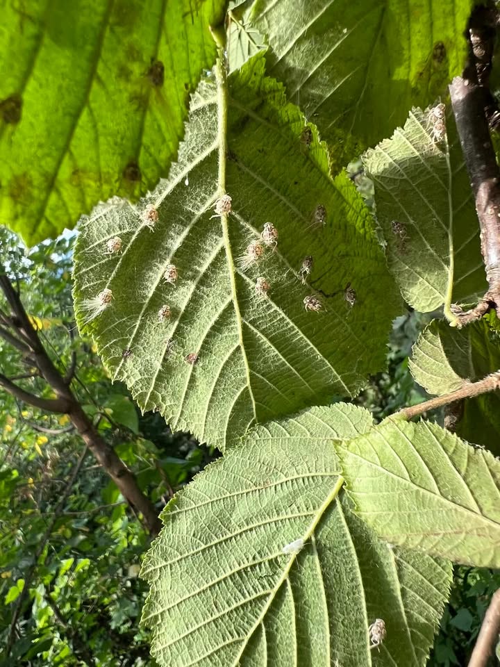 533462159 3483275065148053 8925972665459160865 N