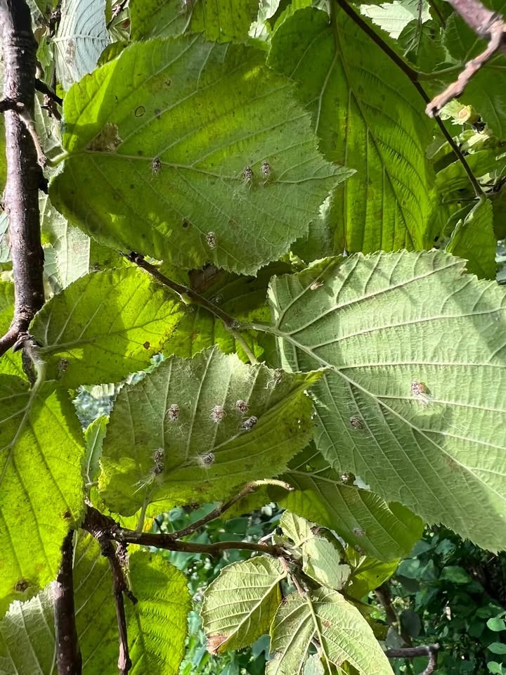 533509693 1893352287914479 4221122089282811489 N