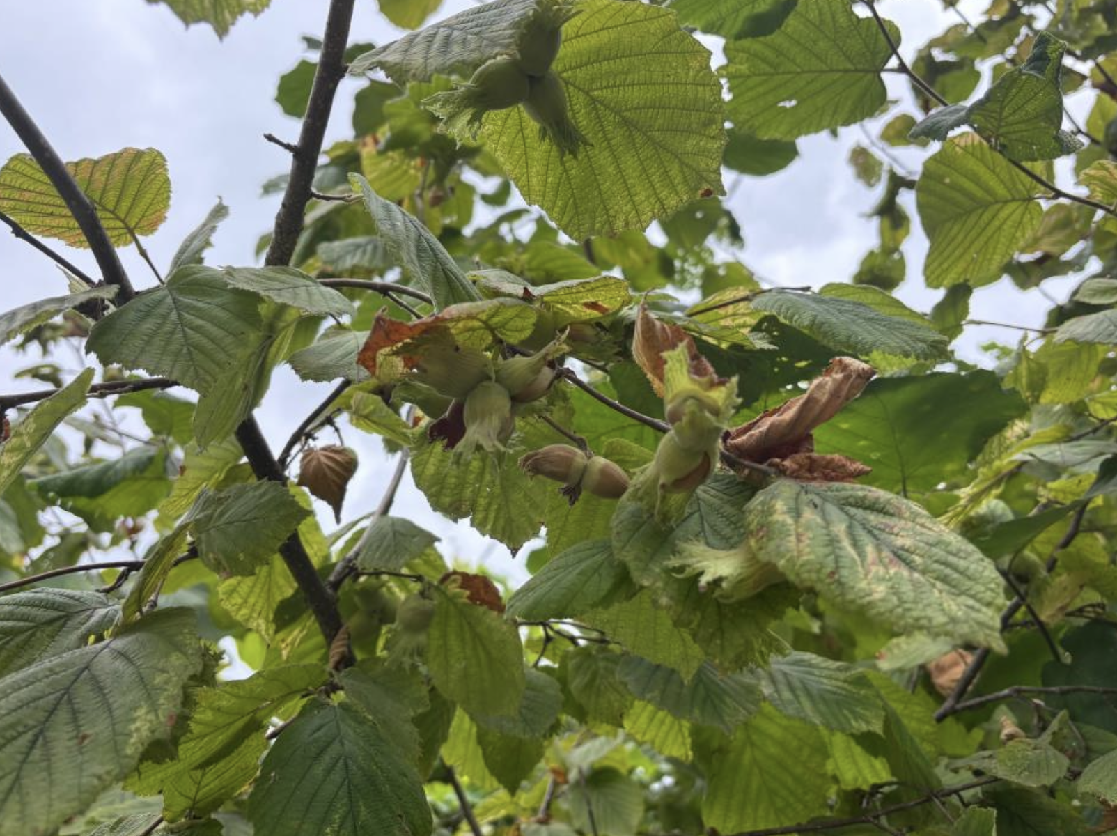 Ekran Resmi 2025 08 08 12.33.25