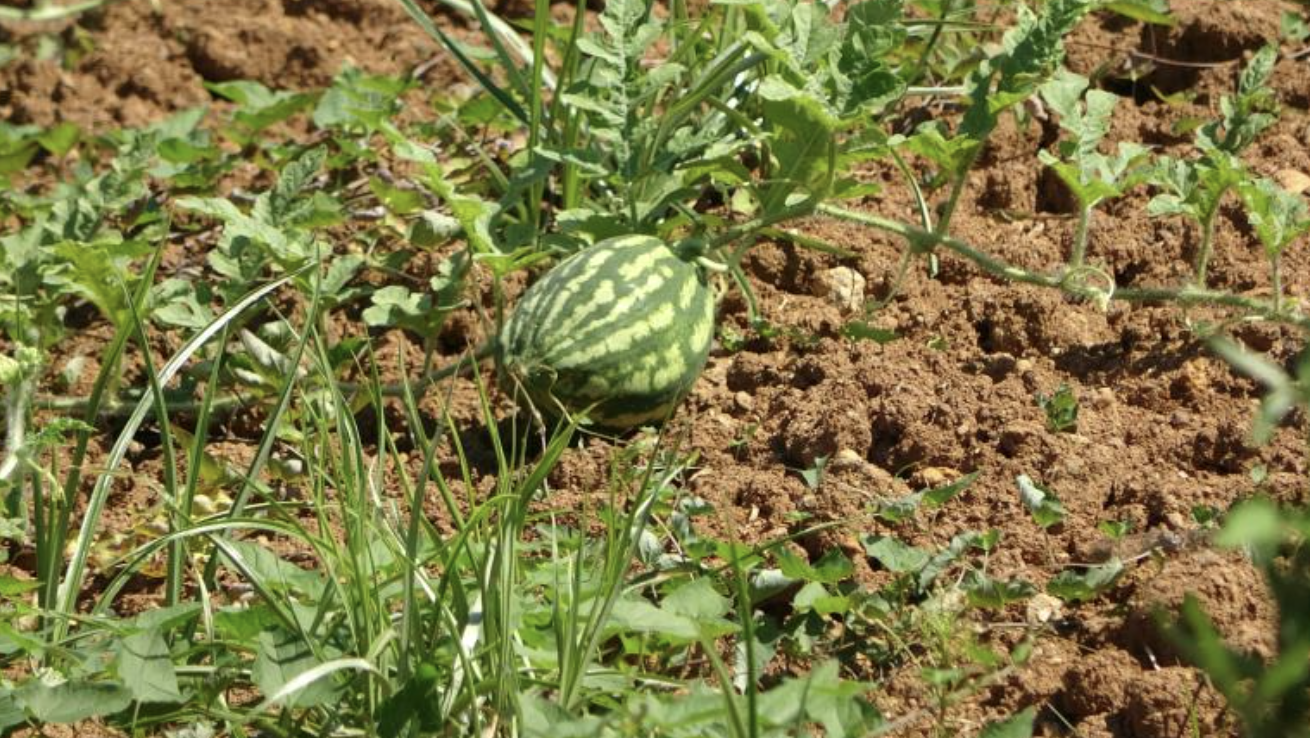 Ekran Resmi 2025 08 14 09.31.29