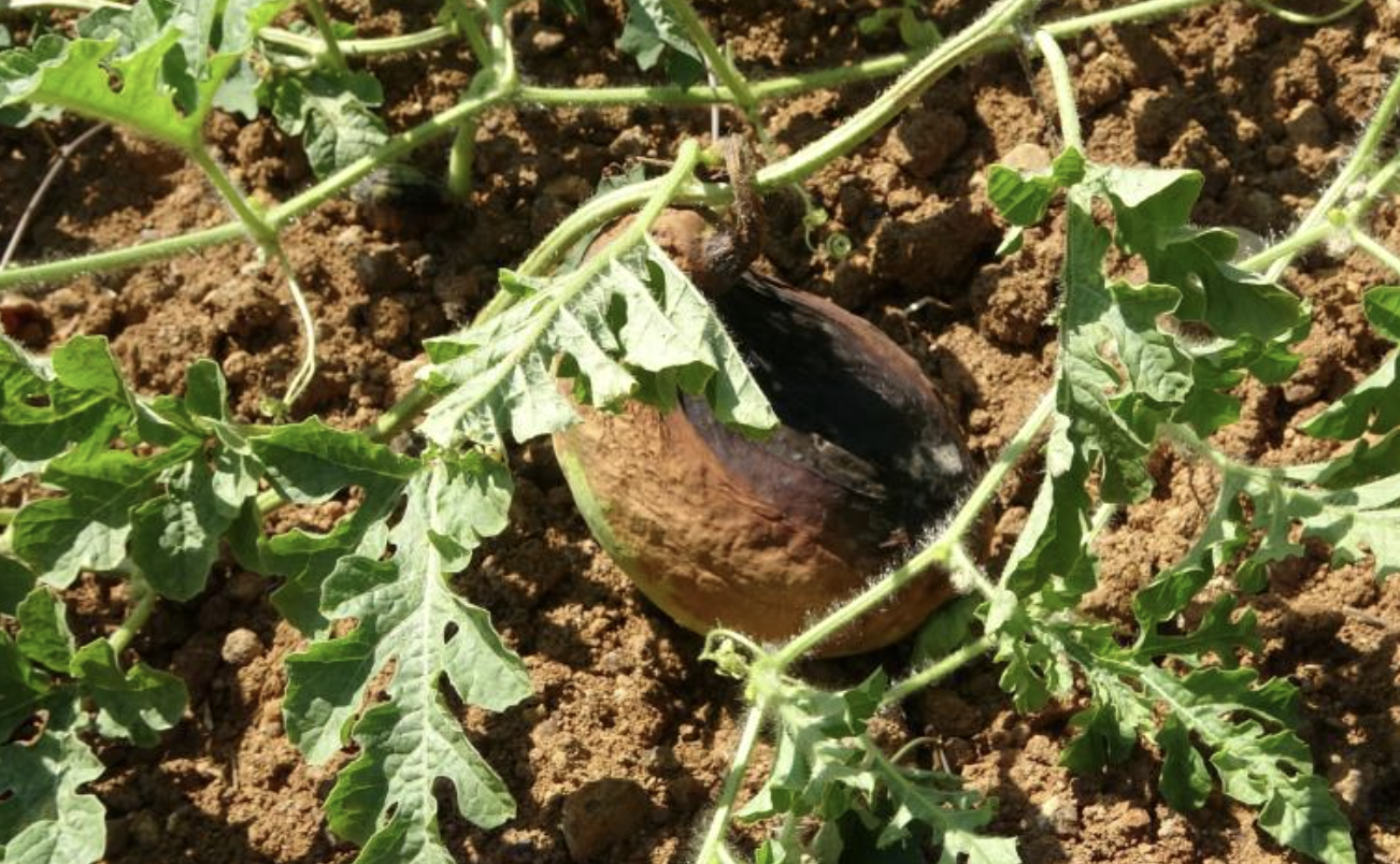 Ekran Resmi 2025 08 14 09.31.34