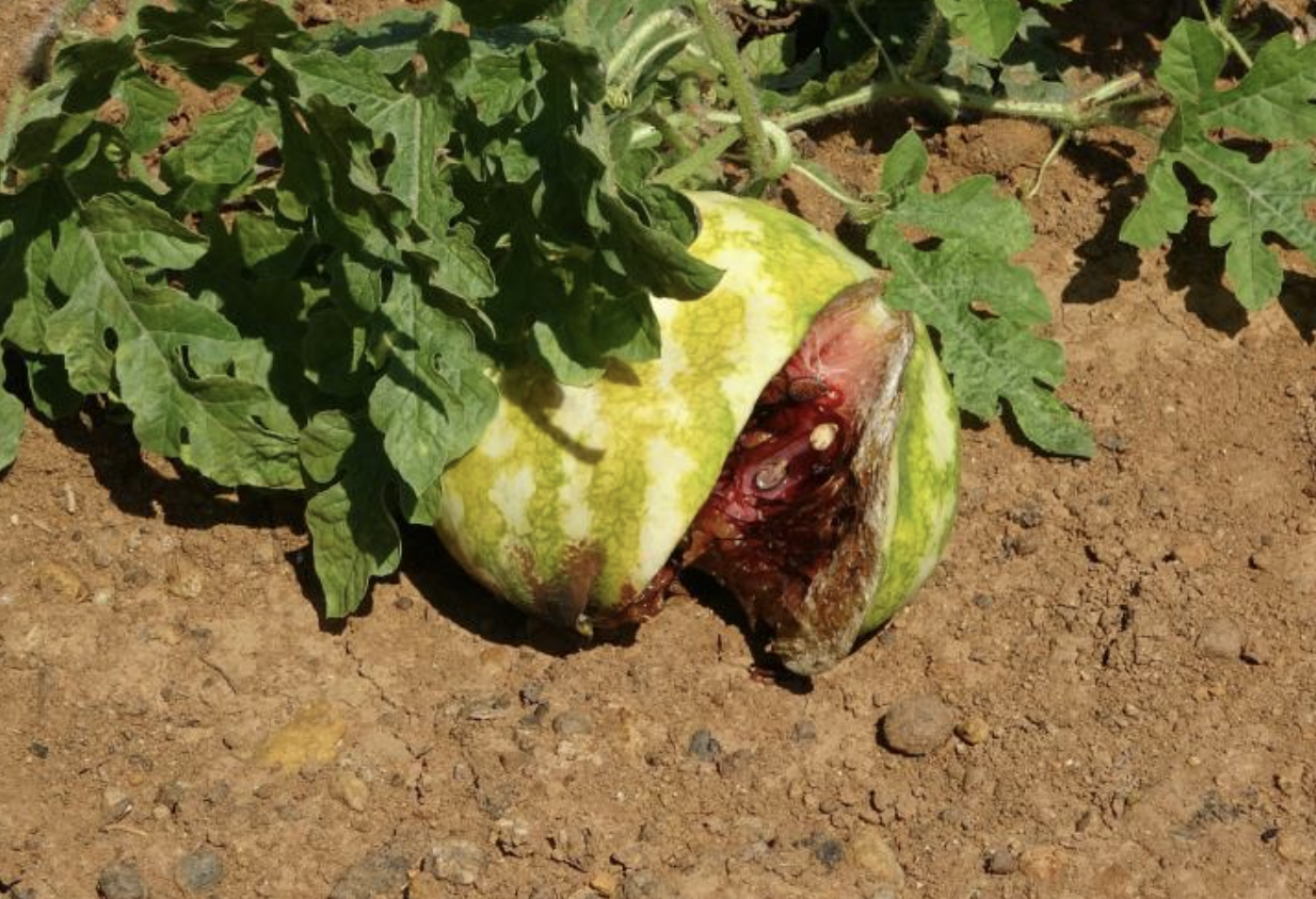 Ekran Resmi 2025 08 14 09.31.39