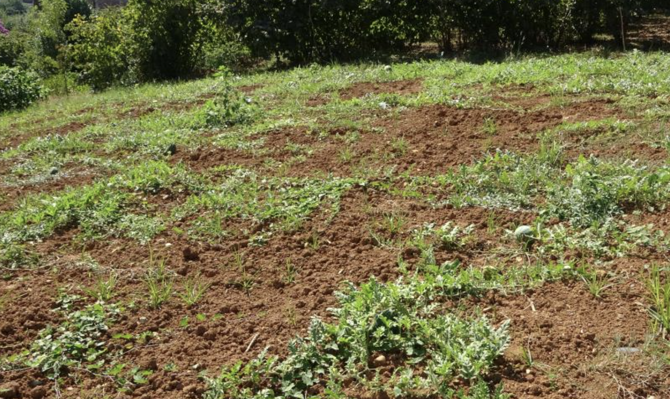 Ekran Resmi 2025 08 14 09.31.45