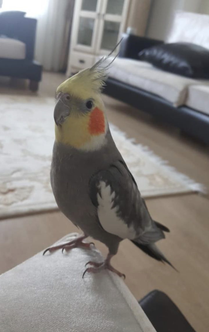 Ekran Resmi 2025 08 20 09.23.28