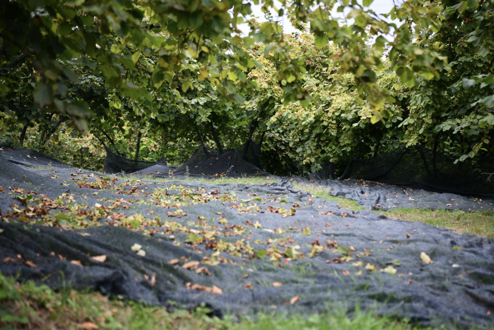 Ekran Resmi 2025 08 21 13.08.26