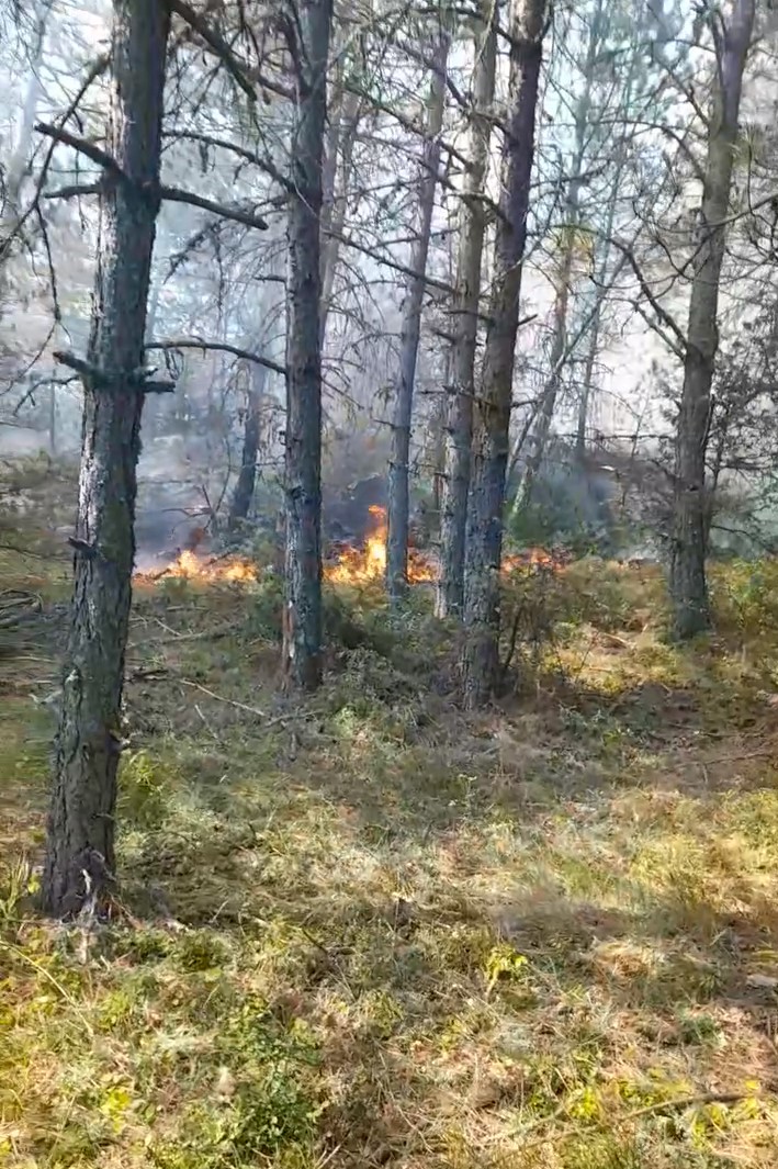 S I N O P T A O R M A N Y A N G I N I 856922 254229