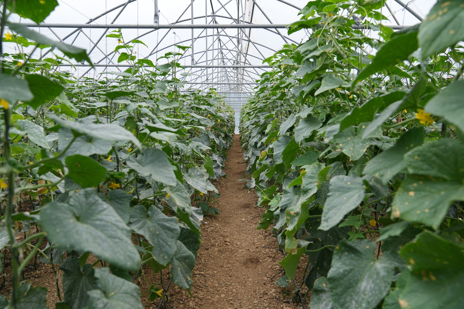 Whatsapp Image 2025 08 28 At 11.21.51 (2)