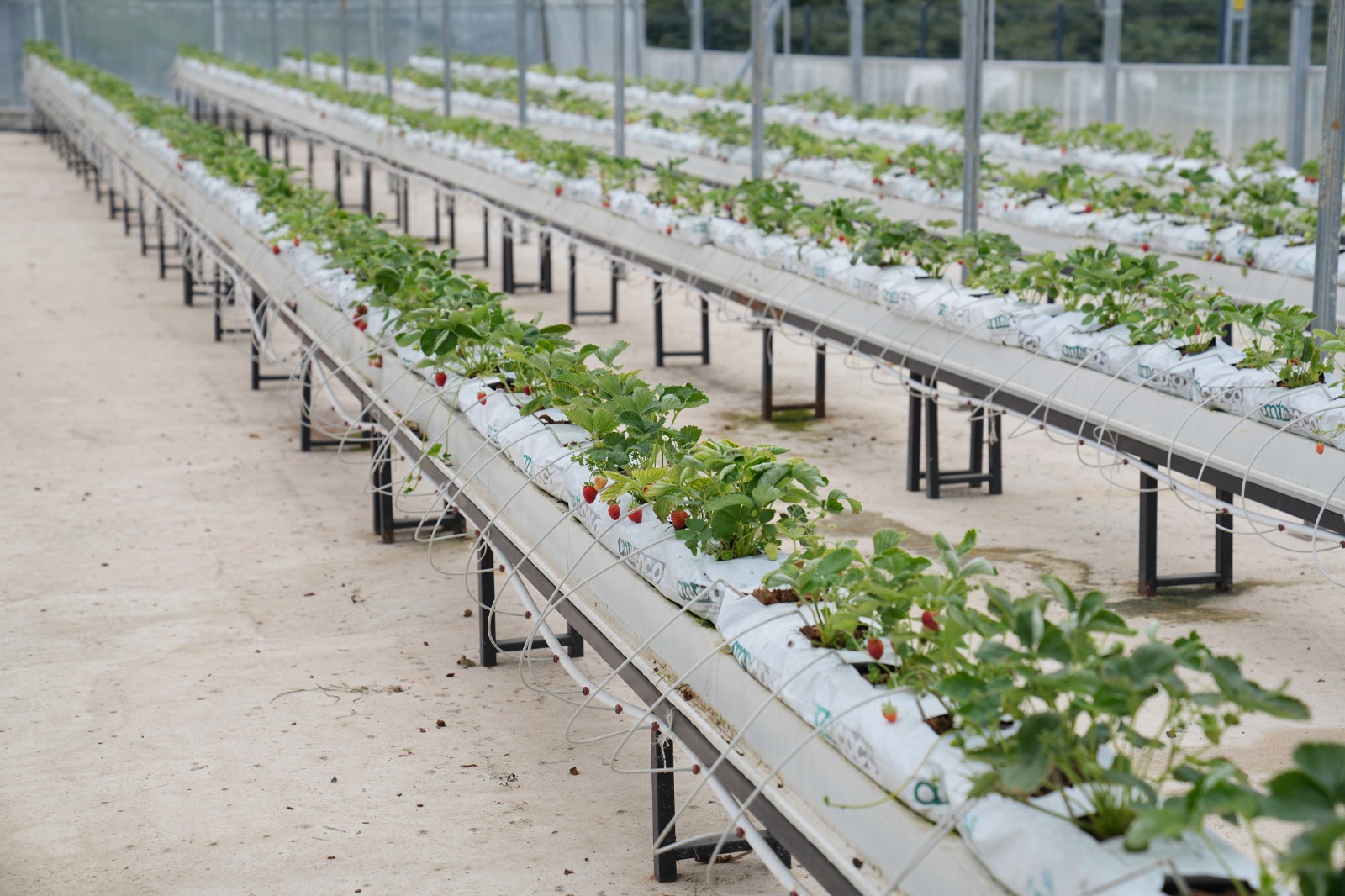 Whatsapp Image 2025 08 28 At 11.21.51 (3)