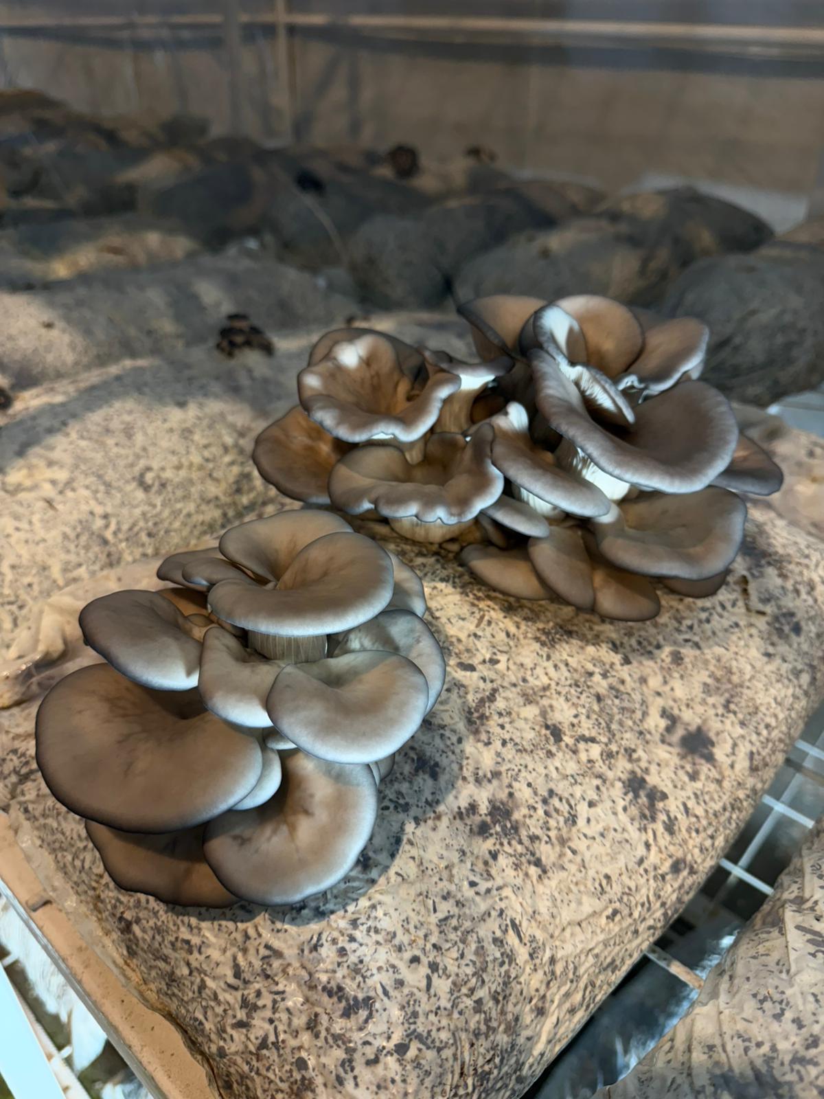 Whatsapp Image 2025 08 28 At 11.21.52 (1)