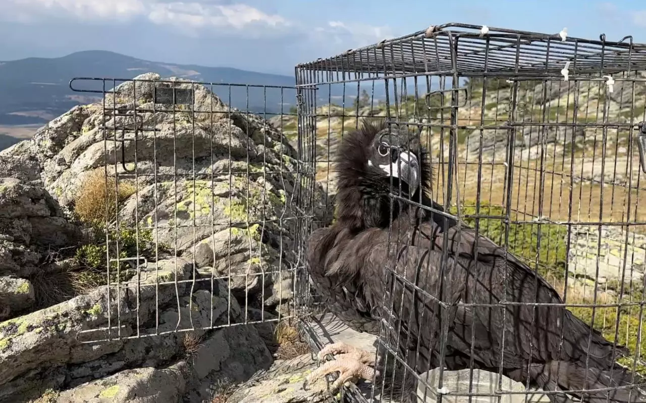 7Rk6 G 1758112183 9143