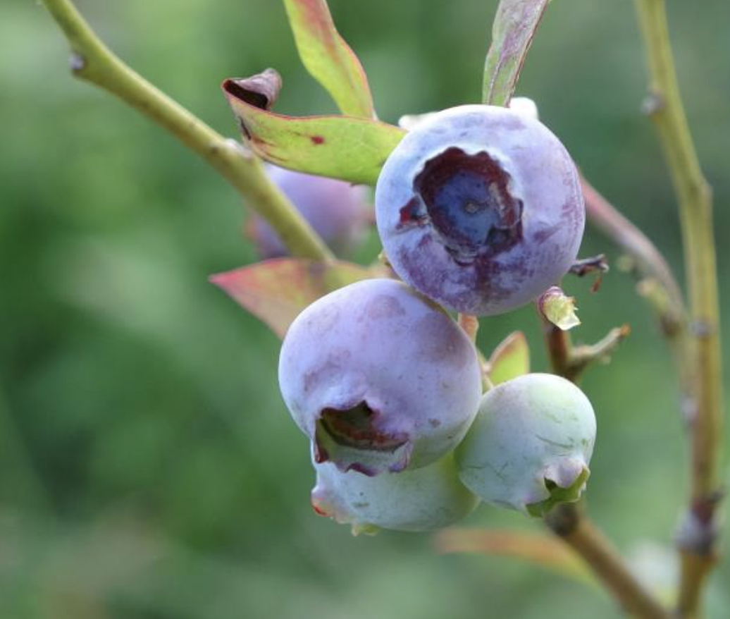 Ekran Resmi 2025 09 02 09.20.34