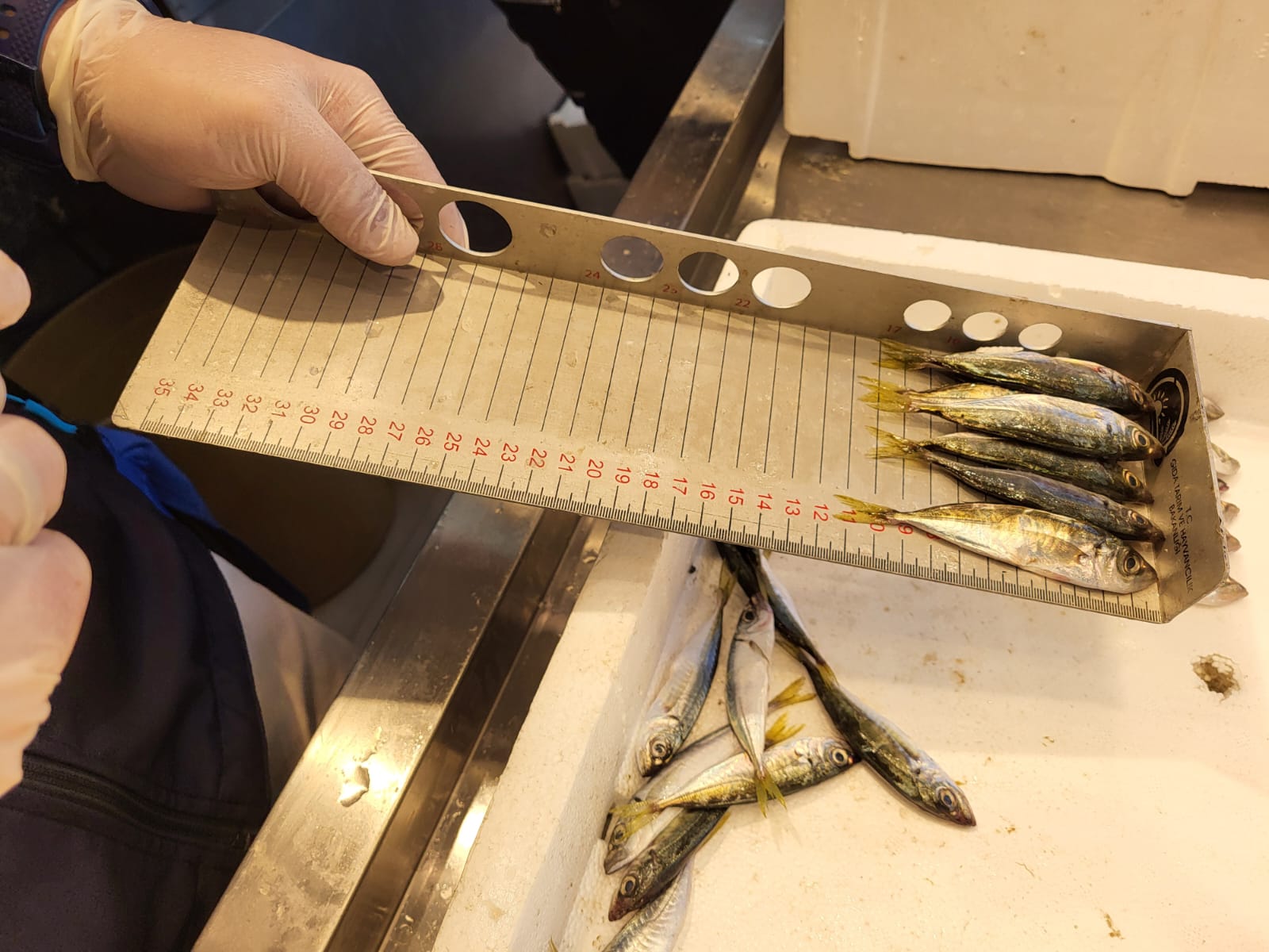 Whatsapp Image 2025 09 18 At 18.00.16