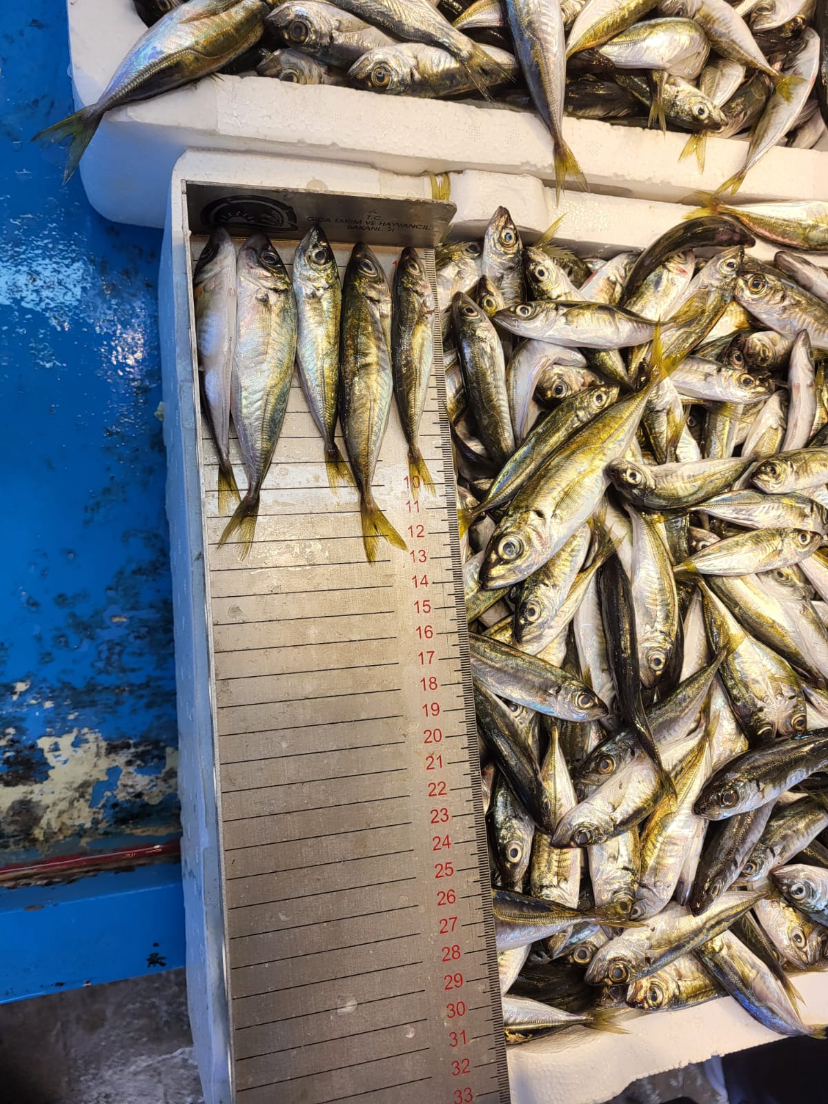 Whatsapp Image 2025 09 18 At 18.00.17