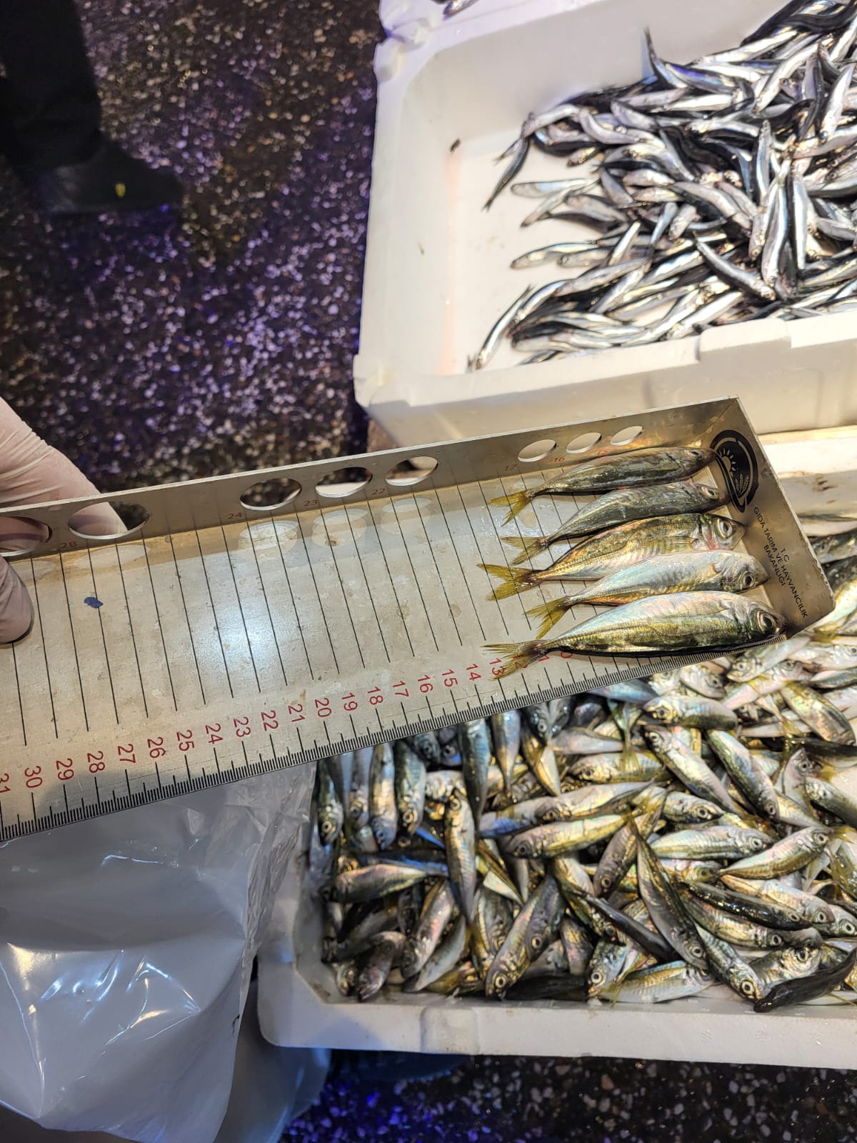 Whatsapp Image 2025 09 18 At 18.00.21 (1)