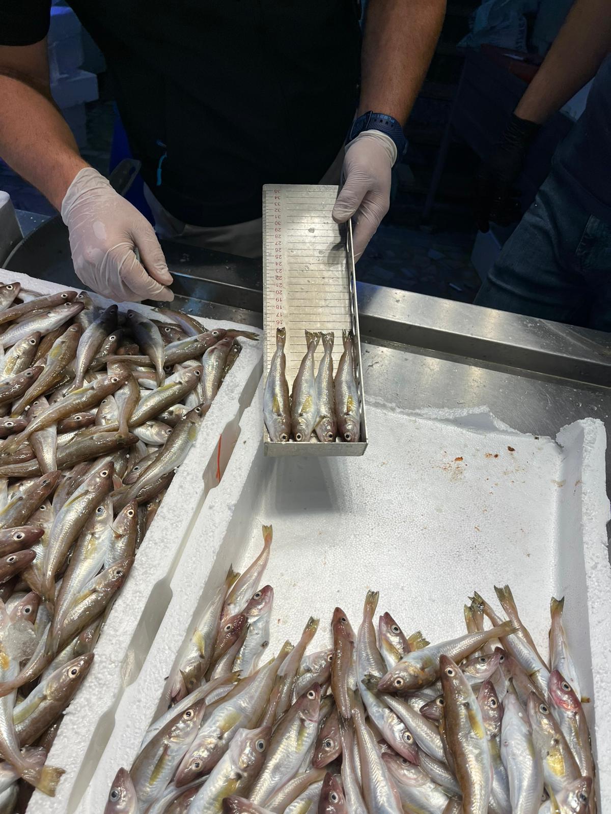 Whatsapp Image 2025 09 18 At 18.00.21