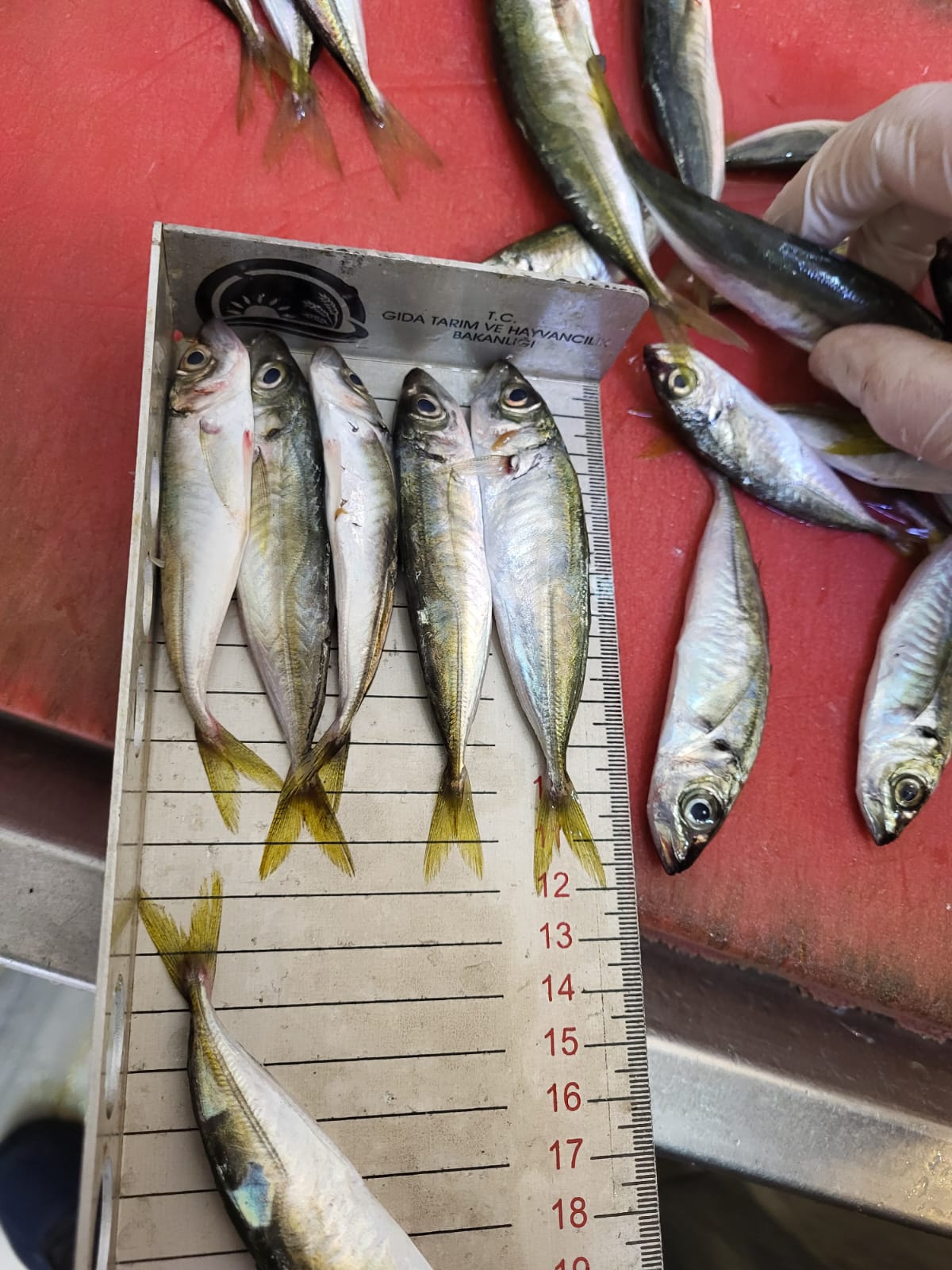 Whatsapp Image 2025 09 18 At 18.00.22