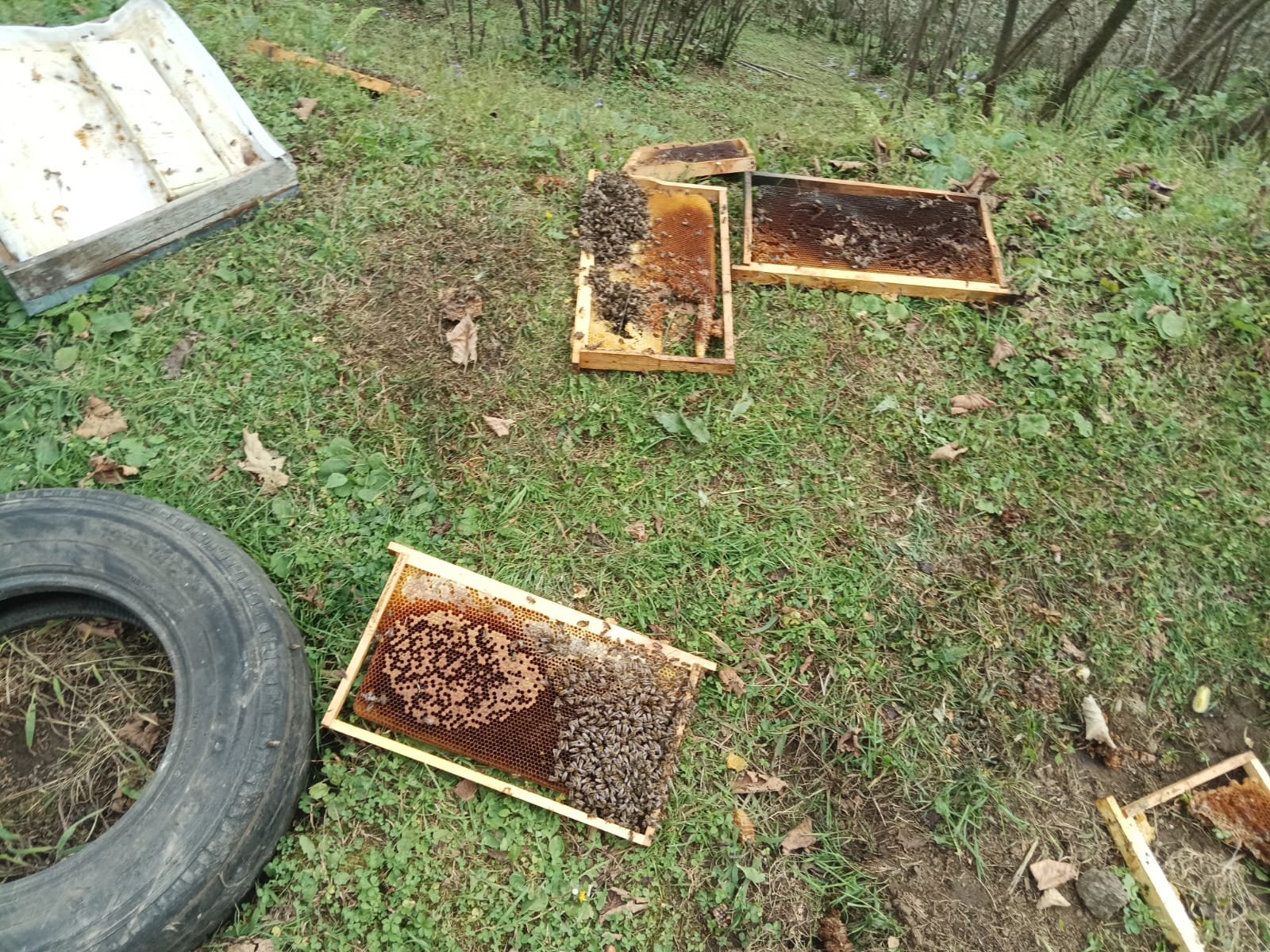 Whatsapp Image 2025 10 26 At 21.33.22