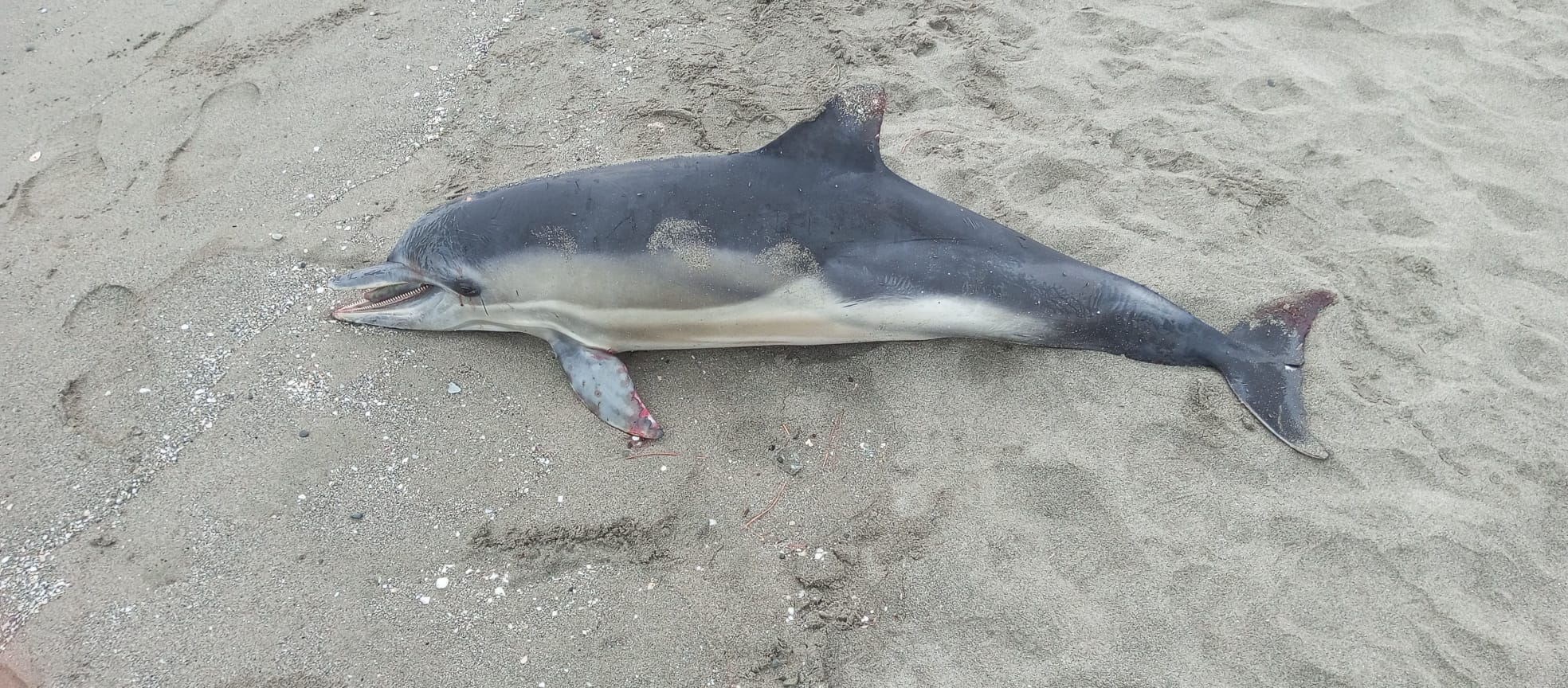 A A 20251128 39837350 39837349 S A M S U N D A O L U Y U N U S K I Y I Y A V U R D U