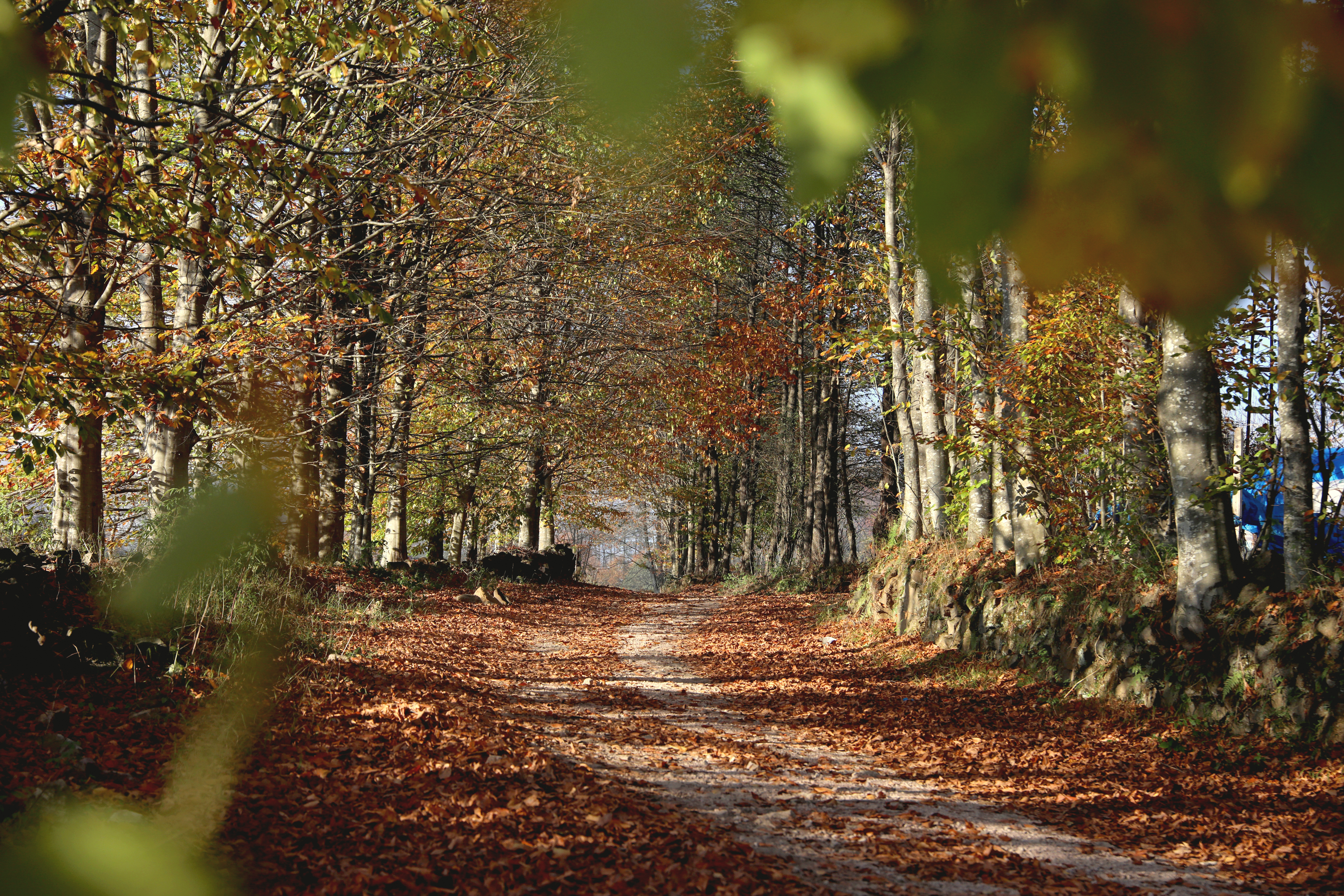 T R A B Z O N K A R A D E N I Z’ D E D O G A S O L E N I Z I R V E 996883 295719