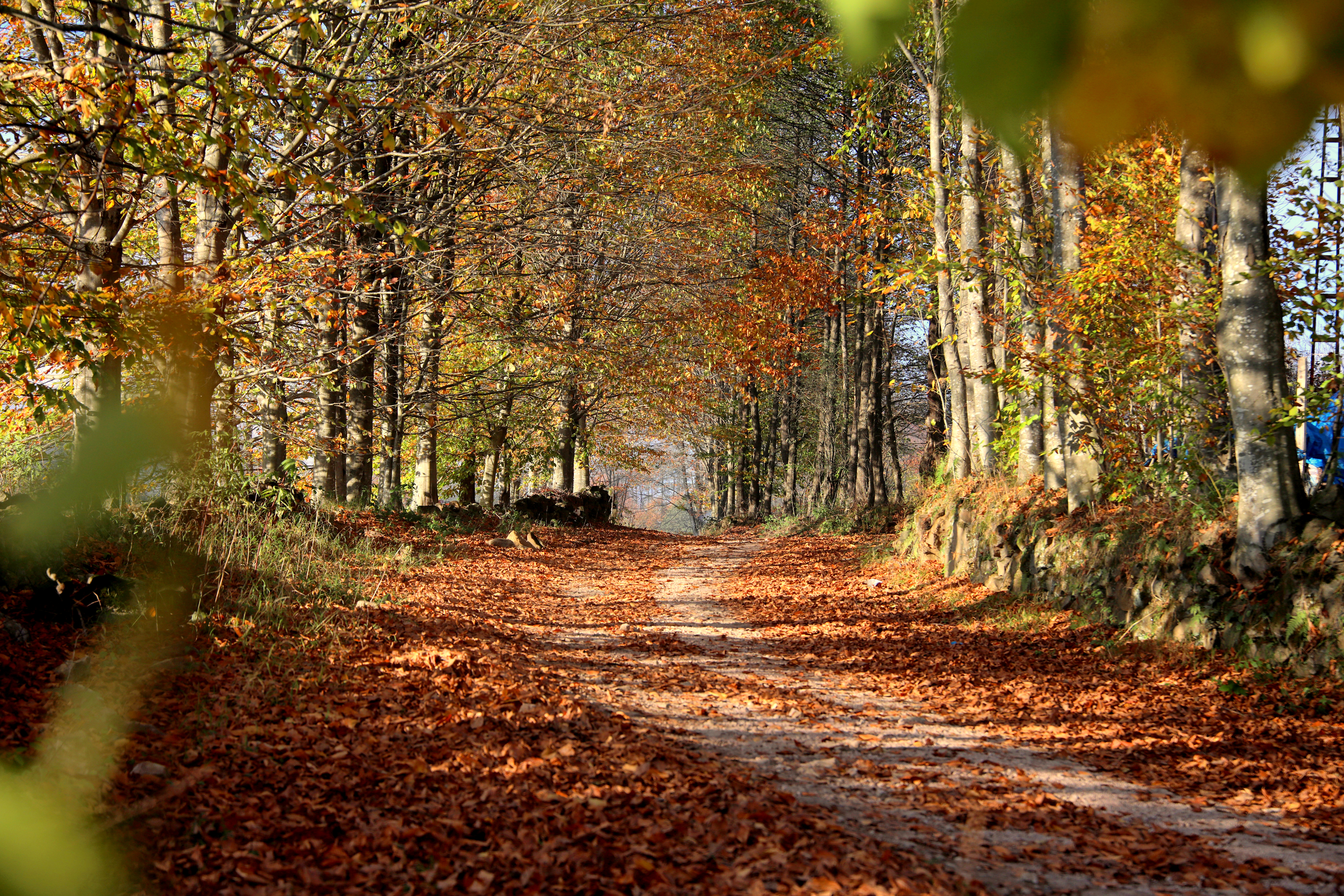 T R A B Z O N K A R A D E N I Z’ D E D O G A S O L E N I Z I R V E 996884 295719