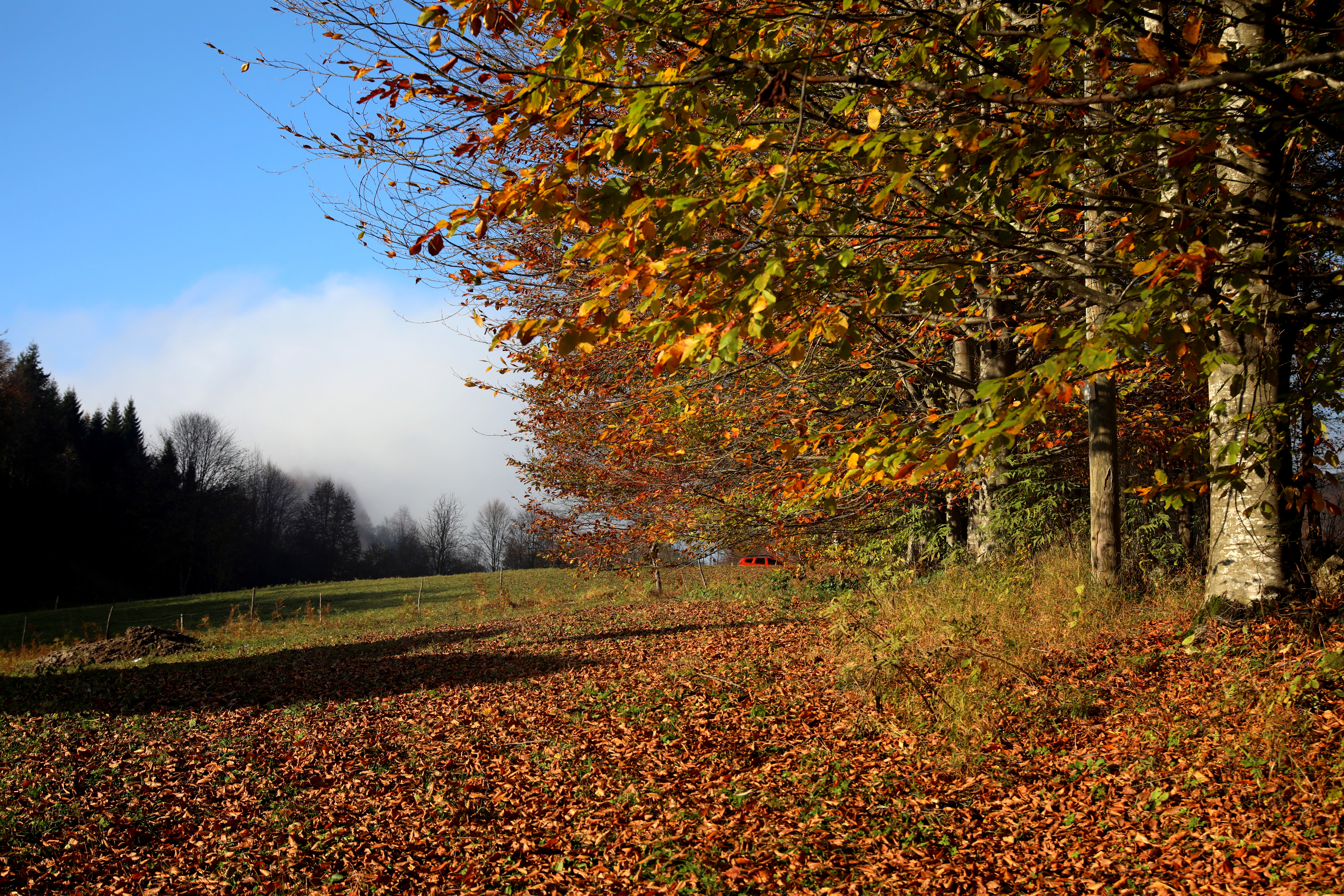 T R A B Z O N K A R A D E N I Z’ D E D O G A S O L E N I Z I R V E 996885 295719