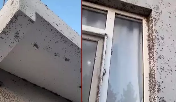 Yer Siirt Istila Ettiler Vatandas Camini Bile Acamiyor 1762074815 6735