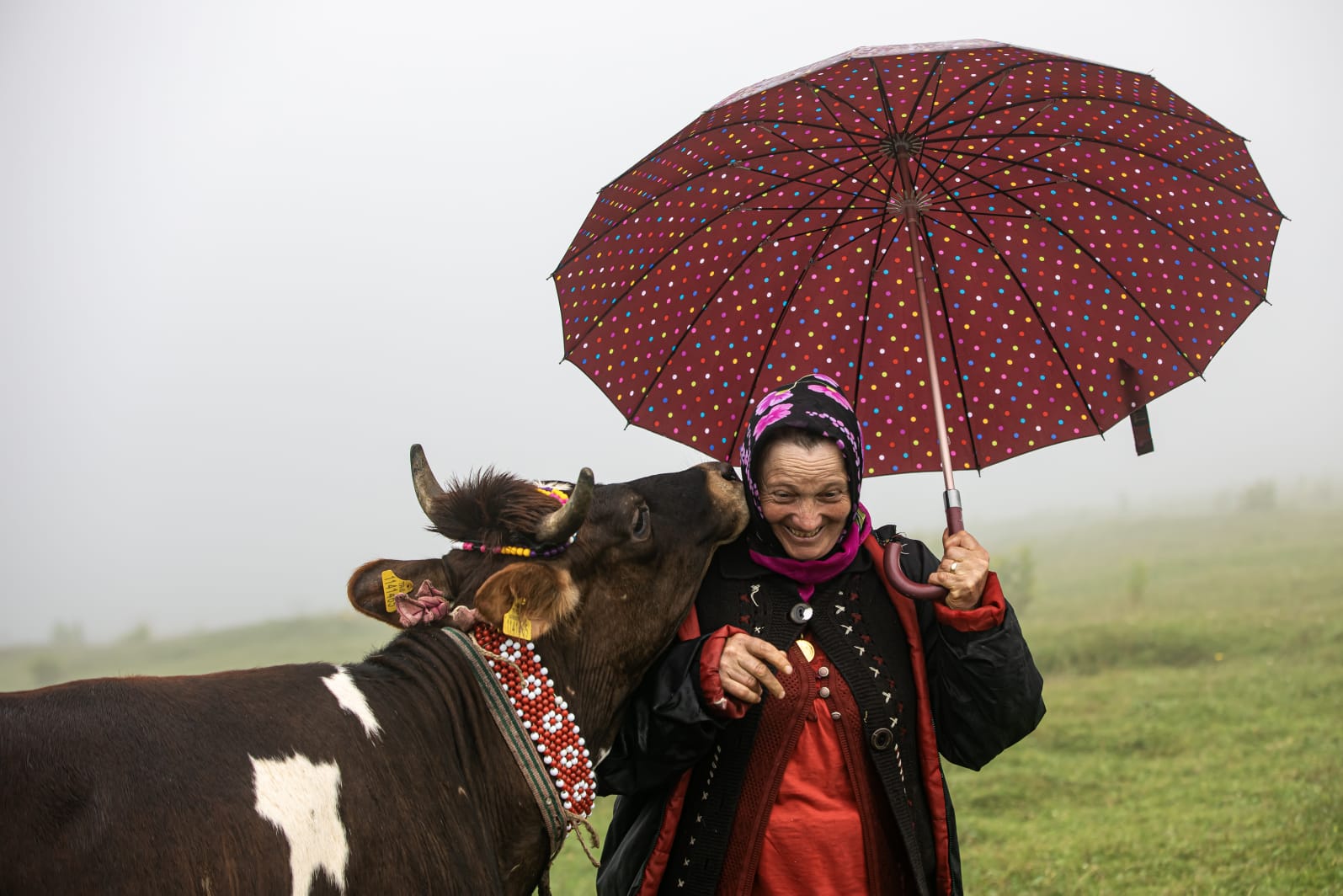 6D072539 C48F 49D5 Bc8D E2031Ec1Fa8A