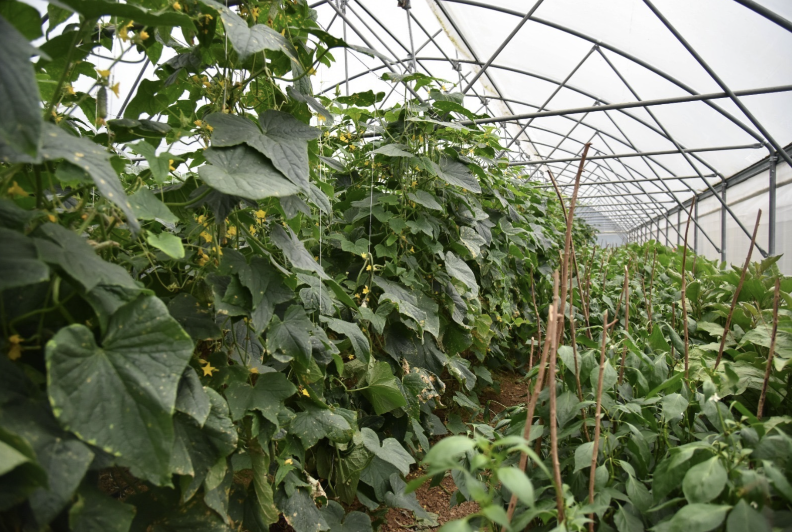 Ekran Resmi 2026 01 18 11.53.32