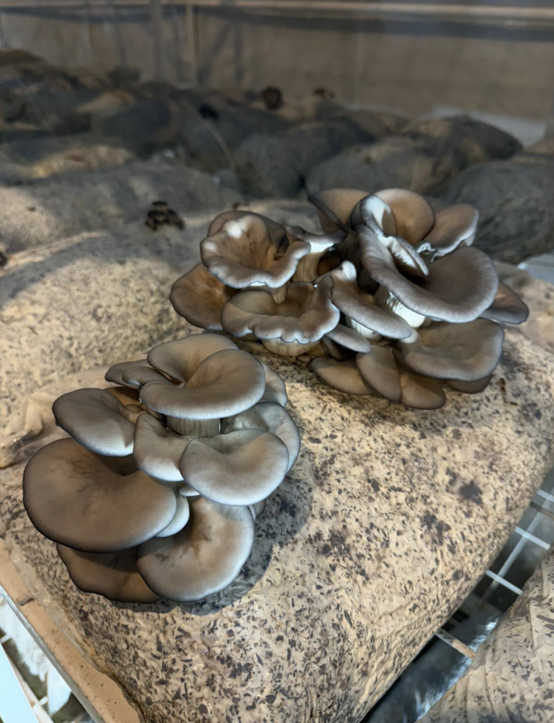 Ekran Resmi 2026 01 18 11.53.39