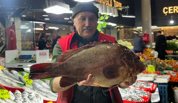 Ceyrek Altin Getiren Dev Baligi Aliyor Nadir Bulunan Balik Sivasta Satisa Cikti 1770451578 4032