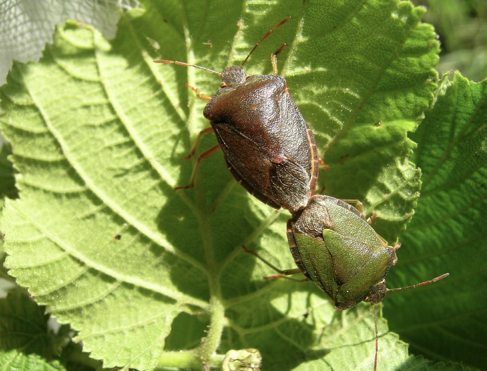 Ekran Resmi 2026 02 11 18.06.34