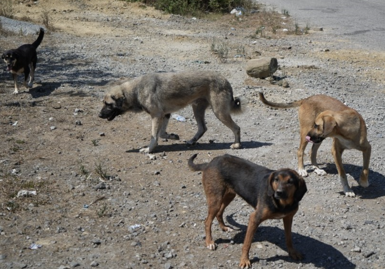 Ekran Resmi 2026 02 21 10.07.11