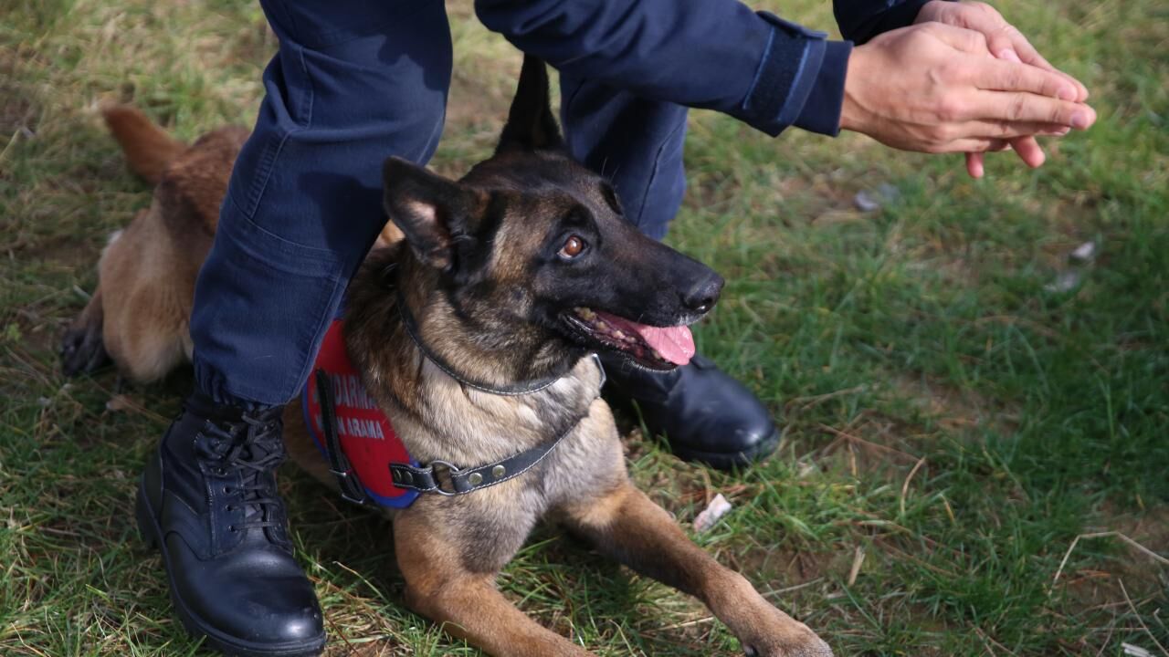 Hassas Burun 2442092