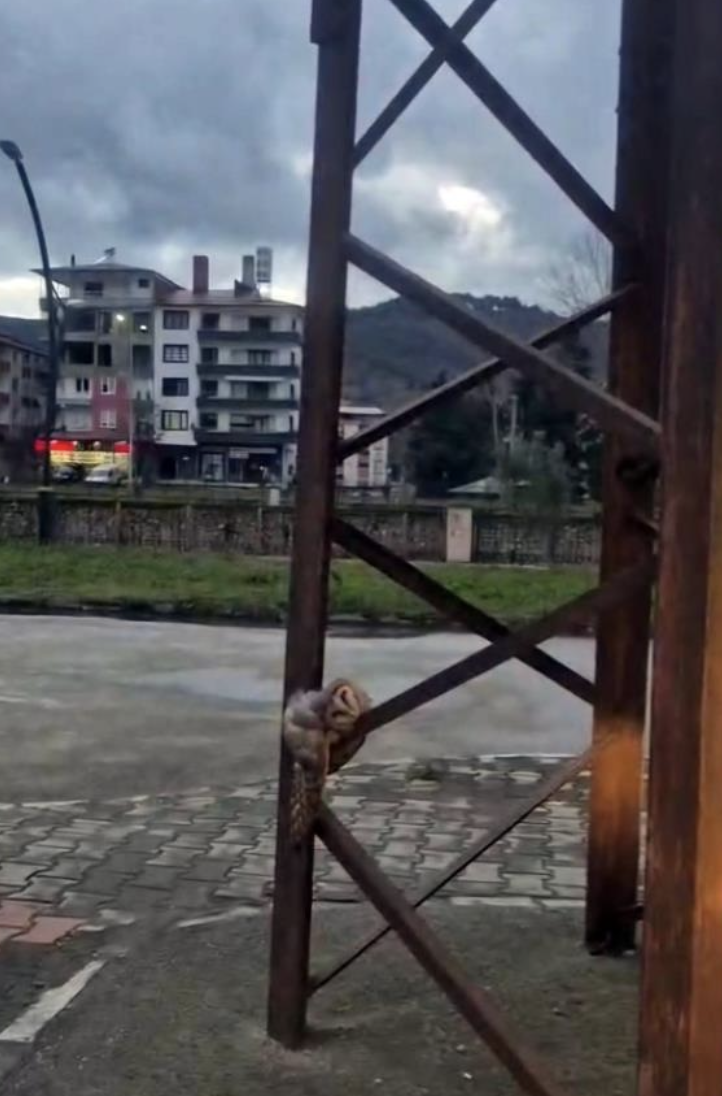 Ekran Resmi 2026 03 17 11.18.07