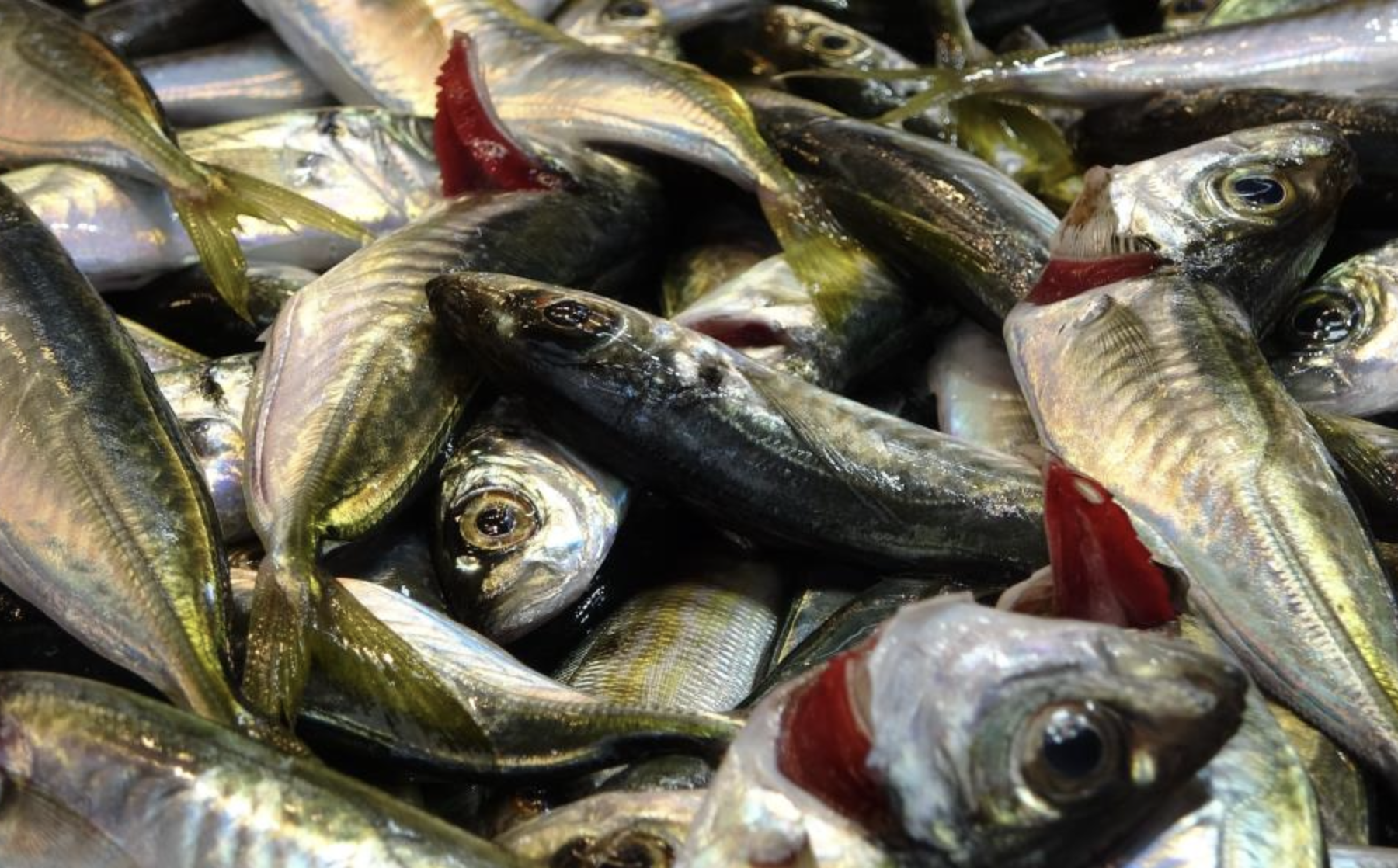 Ekran Resmi 2026 03 18 13.02.41