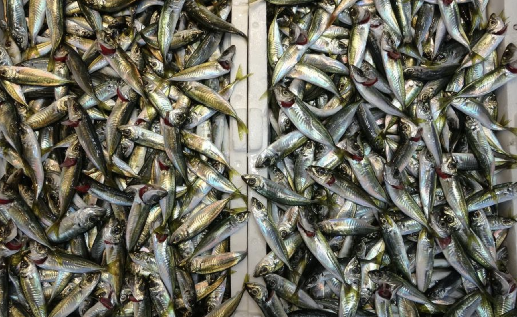 Ekran Resmi 2026 03 18 13.02.52