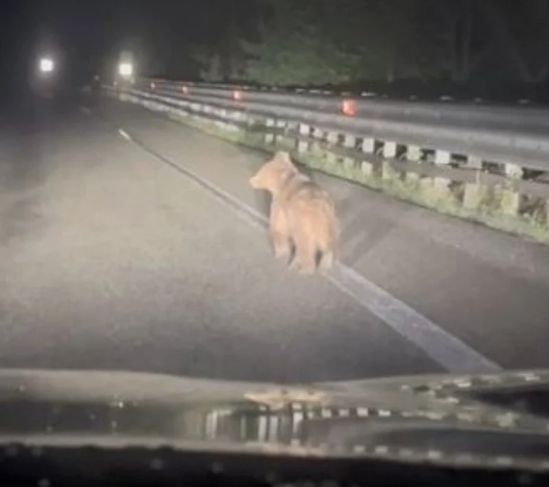 69Df4A1Ea4Bb0993 W1200Xh1065.Jpg