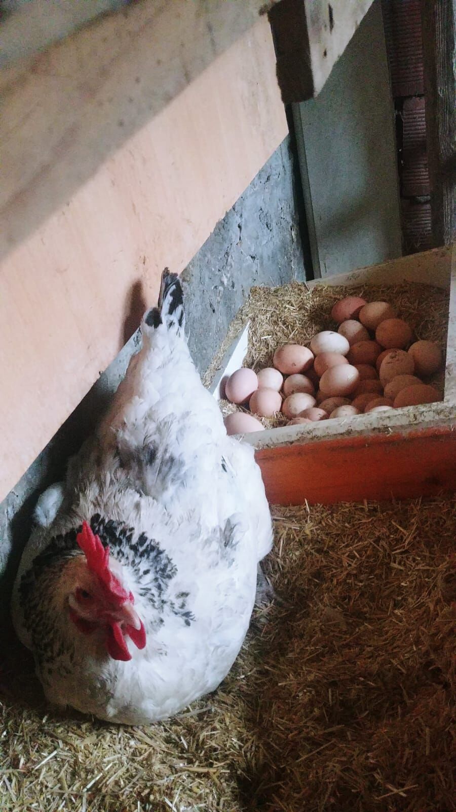 Whatsapp Image 2026 04 12 At 11.12.37