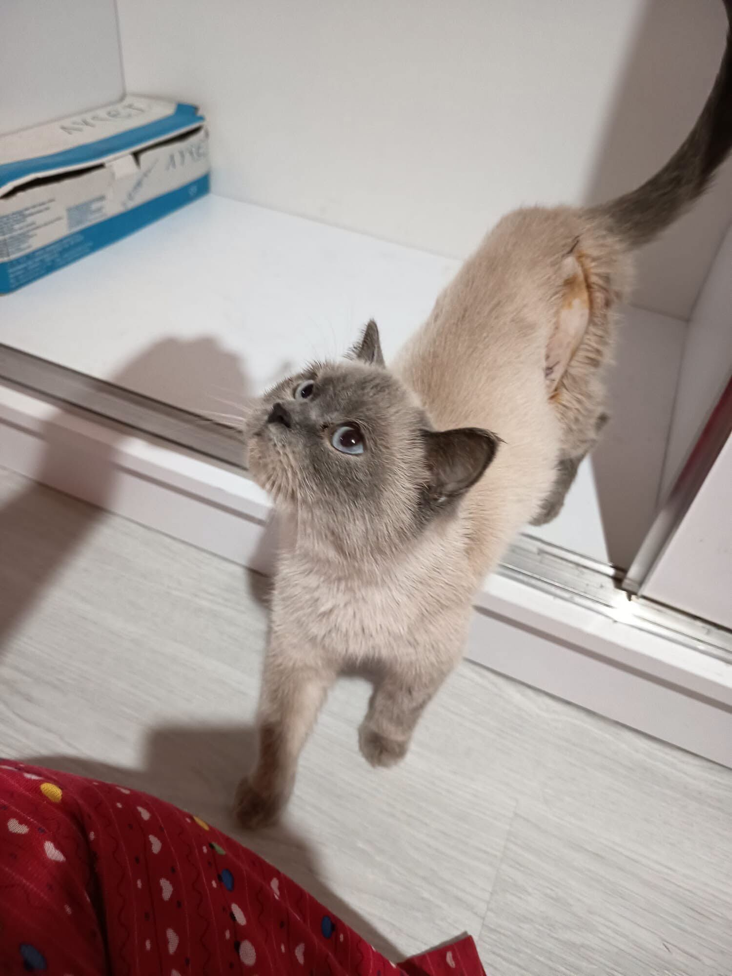 Kedi