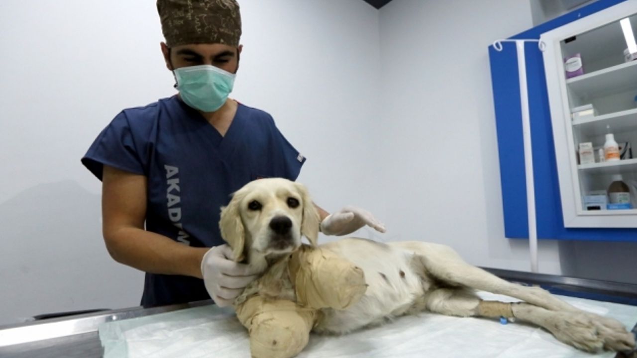 Samsun'da bacakları kesilmiş halde bulunan köpeğin durumu iyiye gidiyor
