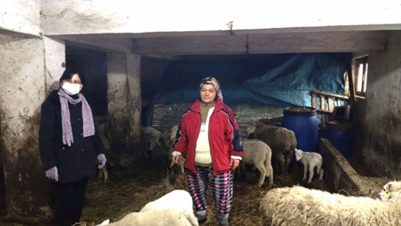 Girişimci kadın İŞKUR'dan aldığı destekle koyun yetiştiriciliğine başladı