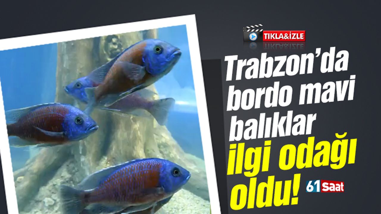 Trabzon’da bordo mavi balıklar ilgi odağı oldu!